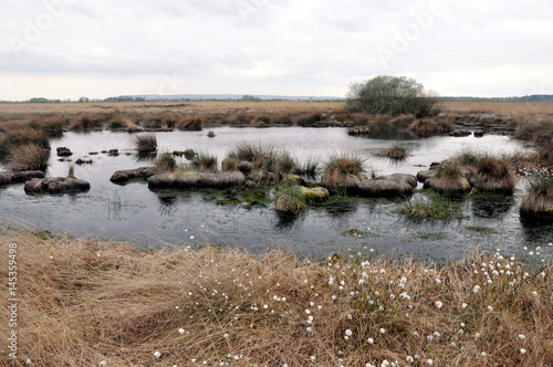 Weitläufige Moorlandschaft mit Wollgrasblüte im April photo