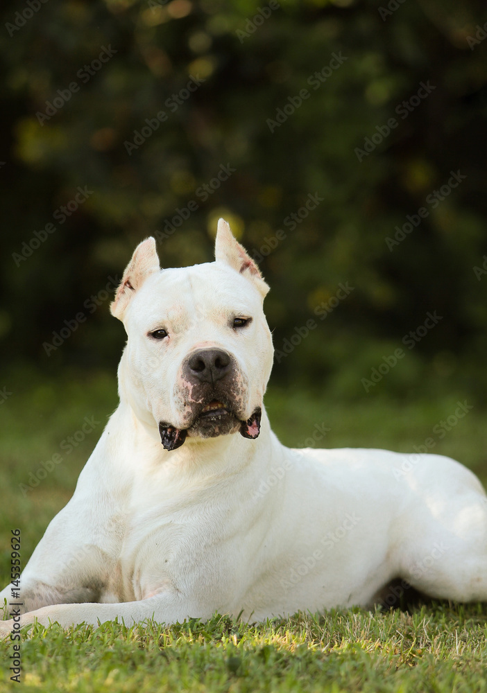 Dogo Argentino Dog