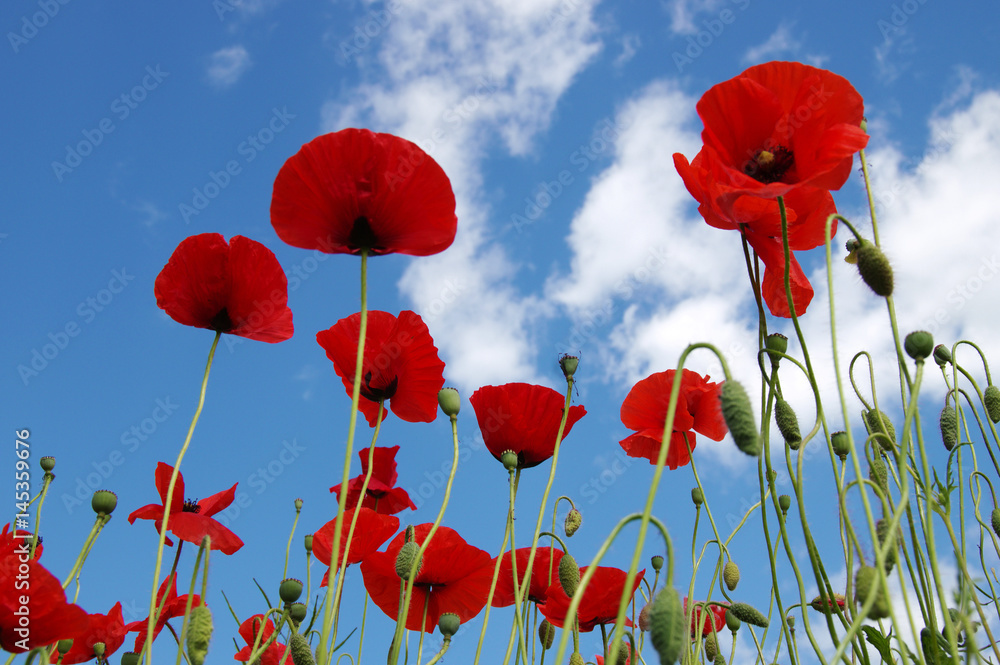 Obraz premium Czerwone maki na polu