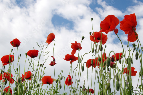 Red poppies on field