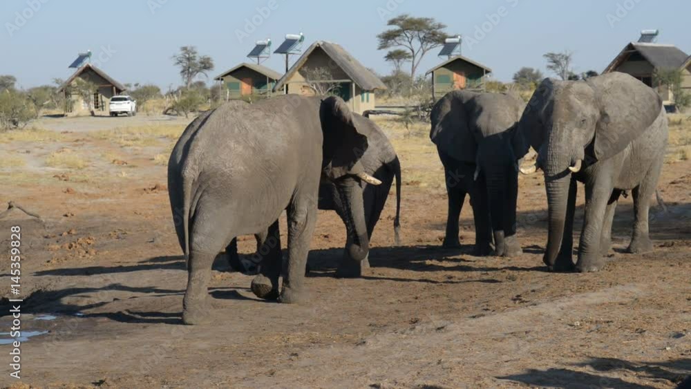 African Elephants gathering at water pond around tourist lodges African Elephants gathering at water pond around tourist lodges