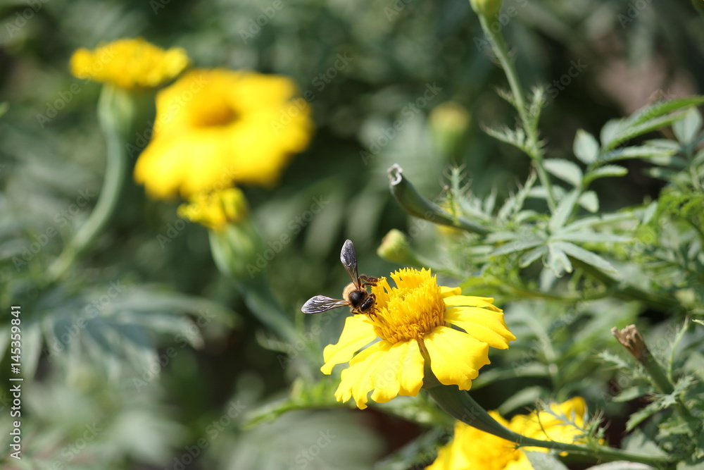 Honey Bee Honey Bee