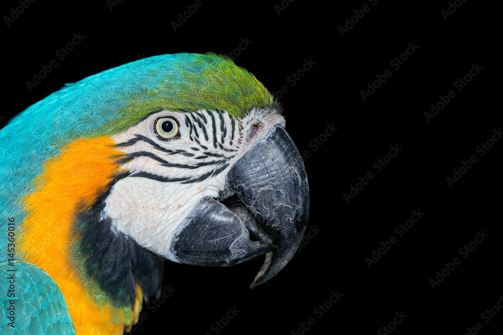 Fototapeta premium Portrait of a brightly colored Blue-and-yellow Macaw (Ara ararauna) on black.