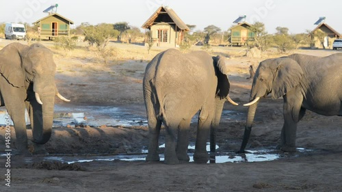 African Elephants gathering at water pond around tourist lodges photo