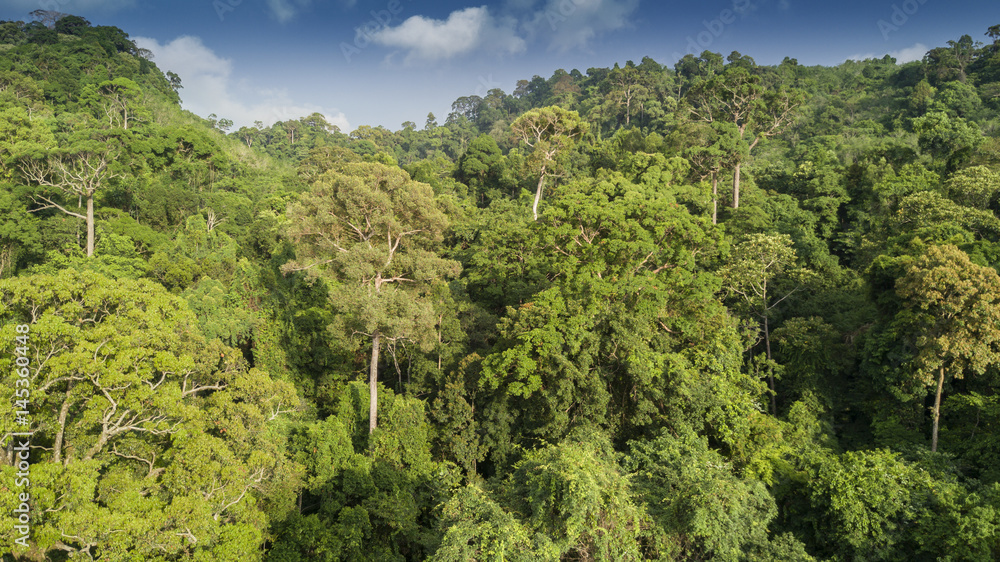 Rainforest. Aerial view of rain forest jungle trees