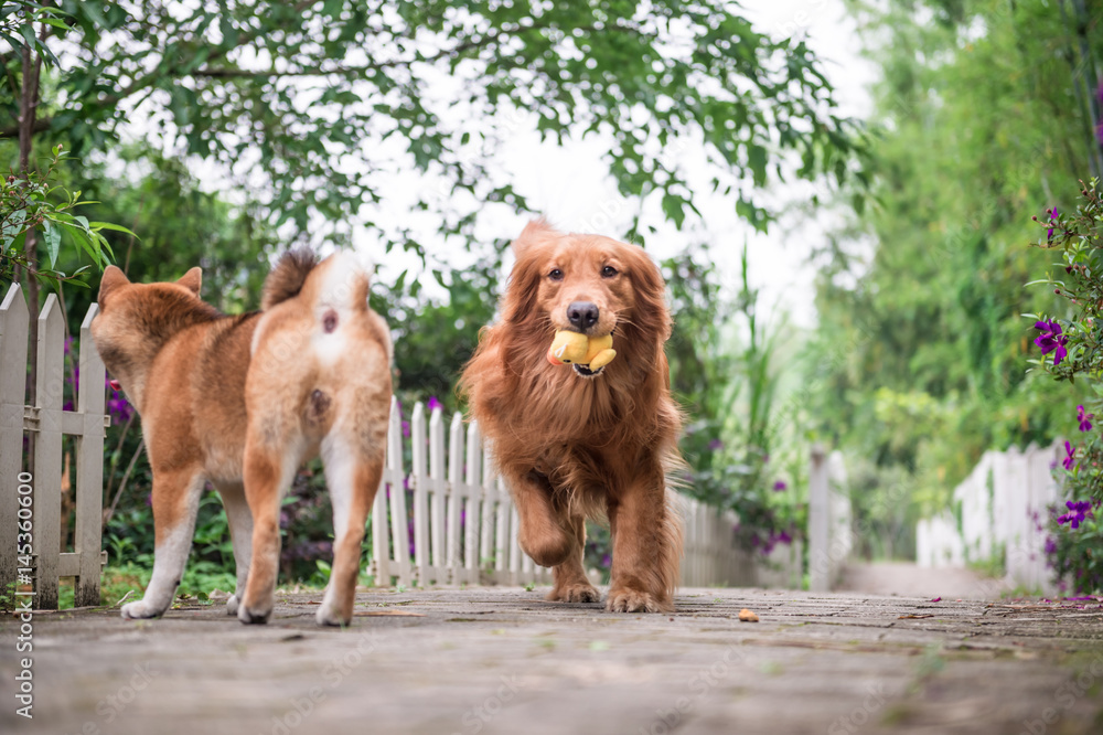 Golden Retriever playing in the Park Golden Retriever playing in the Park