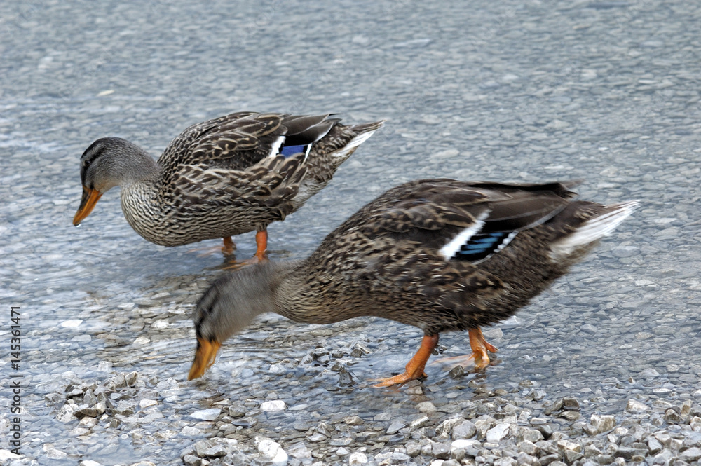 Papere in compagnia al Lago di Cavazzo in Friuli Venezia Giulia