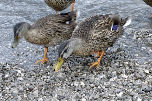 Papere in compagnia al Lago di Cavazzo in Friuli Venezia Giulia