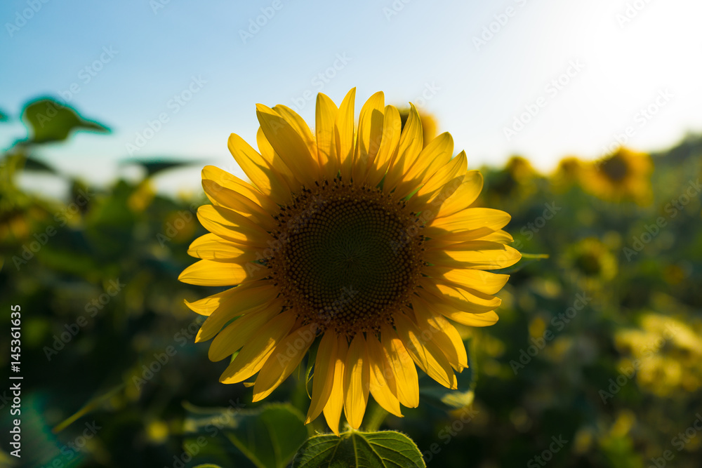 Fototapeta premium sunflower