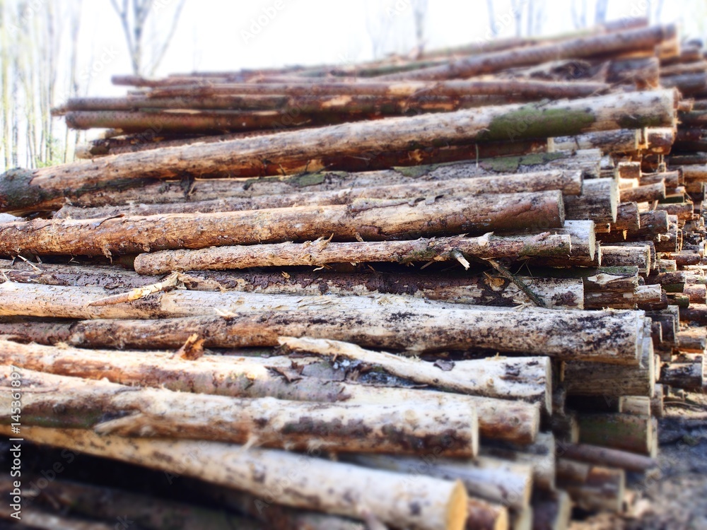 Borkenkäferplage - Holzstapel mit geschlägerten Fichtenbäumen Borkenkäferplage - Holzstapel mit geschlägerten Fichtenbäumen