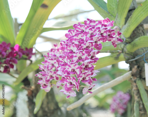 Rhynchostylis gigantea orchids flowers bloom in spring adorn the beauty of nature