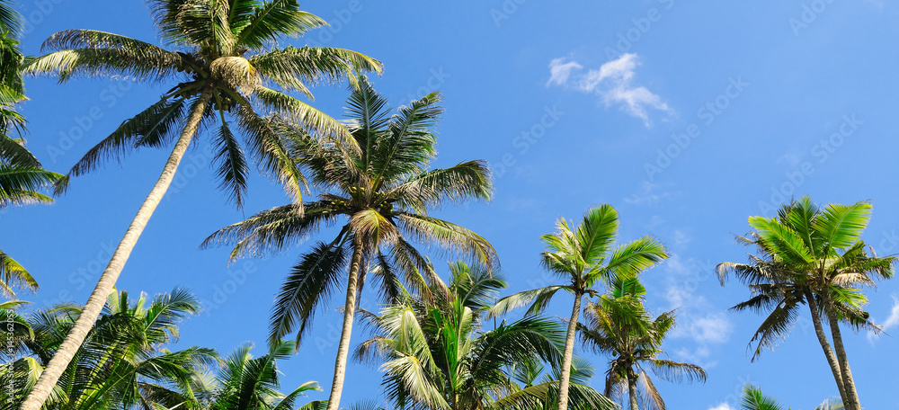 tropical palm trees against the blue sky tropical palm trees against the blue sky
