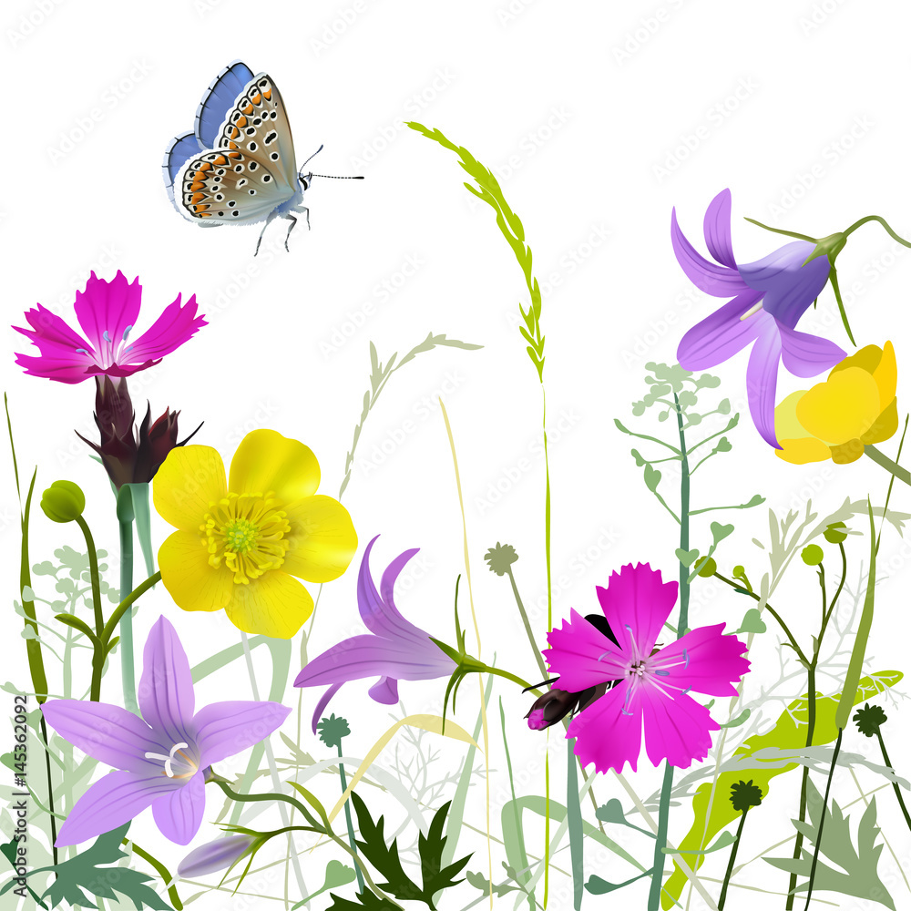 Wildflower meadow collection. Watercolor hand drawn wild flowers and herbs  illustration, isolated on white background. Purple coneflower, bluebell,  daisy, pink clover, baby cosmos. Floral set. Stock Illustration
