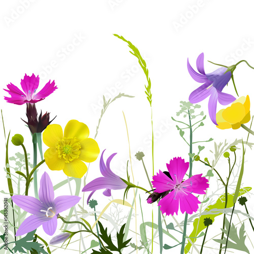Meadow in bloom - Background.
Hand drawn vector illustration of wildflowers in brilliant colors: buttercup, pink, bell flower and various herbs and grasses, on white background.
