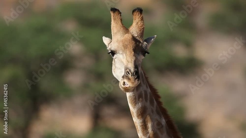 Close-up portrait of a giraffe (Giraffa camelopardalis), South Africa