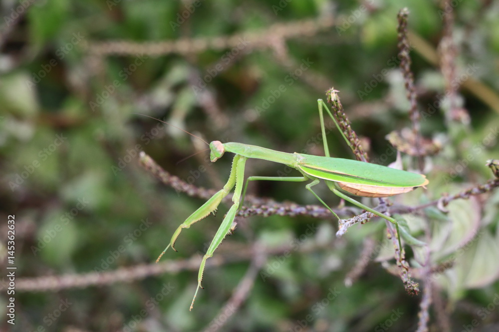 カマキリ カマキリ