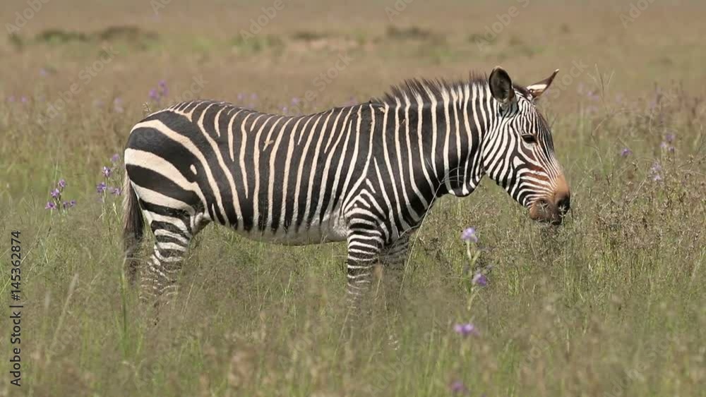 A Cape mountain zebra (Equus zebra) grazing in open grassland, Mountain Zebra National Park, South Africa A Cape mountain zebra (Equus zebra) grazing in open grassland, Mountain Zebra National Park, South Africa
