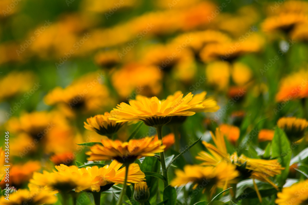 abstract background of yellow daisy flowers abstract background of yellow daisy flowers