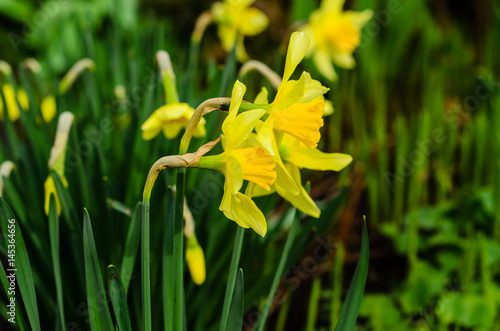 Fototapeta Naklejka Na Ścianę i Meble -  Yellow narcissus on flowerbed
