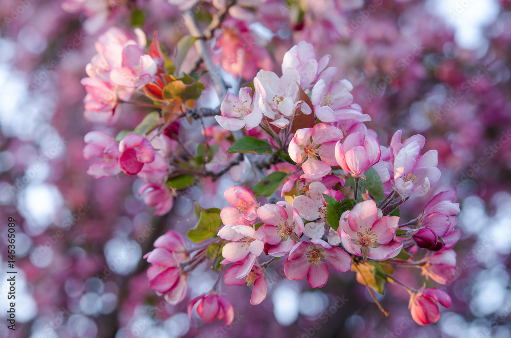 Fototapeta premium Beautiful blloms of a Thunderchild ornamental crab apple tree in the spring with dappled light bokeh