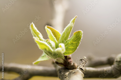 Apple Tree Leaf sprout