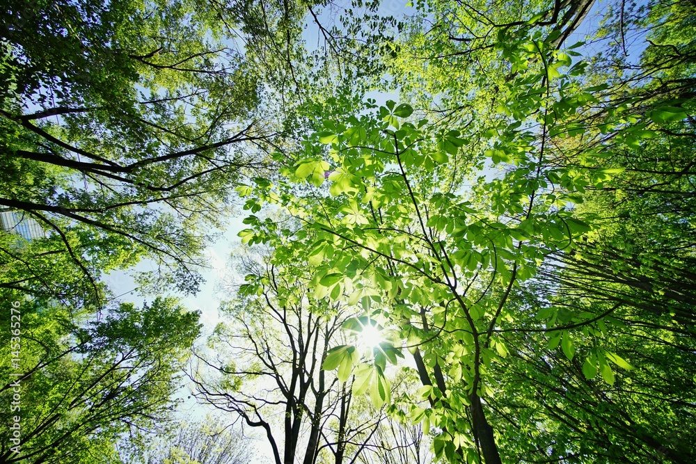 Obraz premium 新緑の森