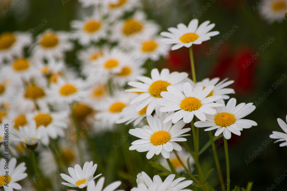 abstract background of white daisy.