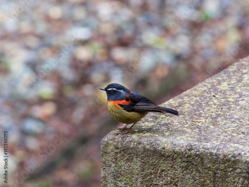Collared Bush Robin,Alishan,Taiwan
