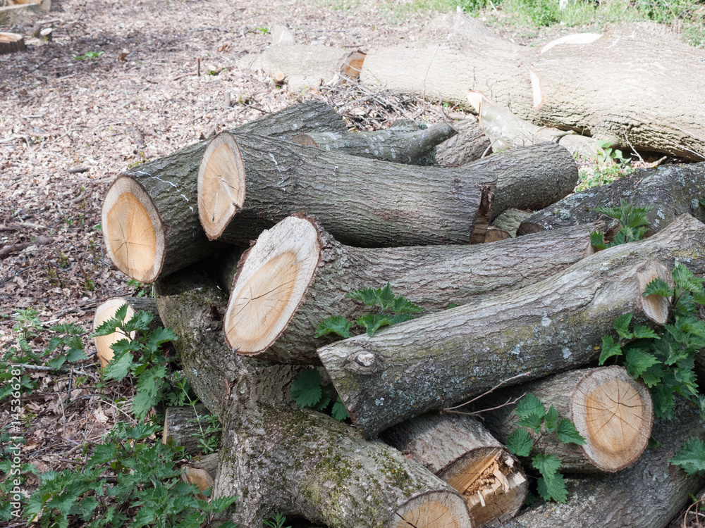 A Bunch of Chopped Down Tree Logs in A Pile Waiting to be Used as Fire Wood and to be Burnt, Raw and Aging in Forest A Bunch of Chopped Down Tree Logs in A Pile Waiting to be Used as Fire Wood and to be Burnt, Raw and Aging in Forest