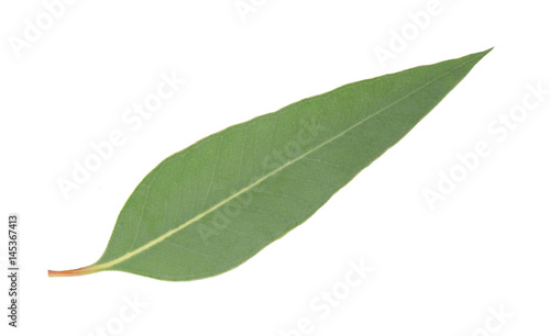 eucalyptus leaf isolated photo