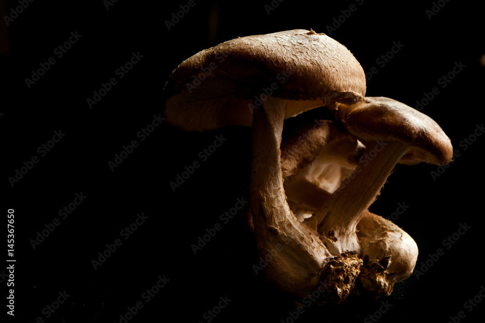 Clustered Mushrooms Clustered Mushrooms