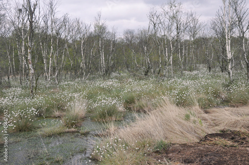 Weiße Wollgrasblüte im Moor photo