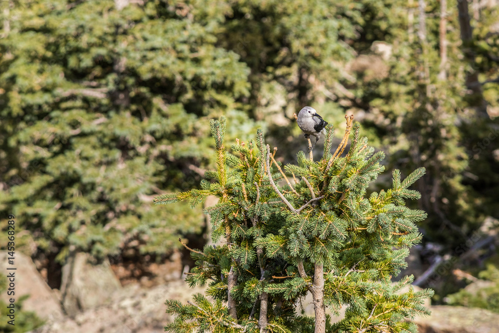 Fototapeta premium Clark's nutcracker bird in the Rocky Mountains in Colorado perched on top of pine tree in forest