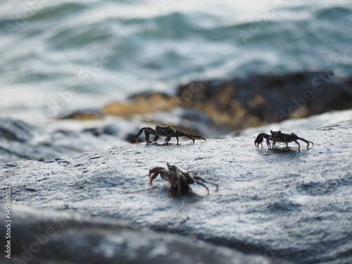 Krabben am Wasser