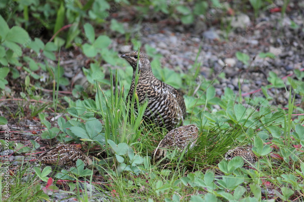 Ptarmigan in the grass Ptarmigan in the grass