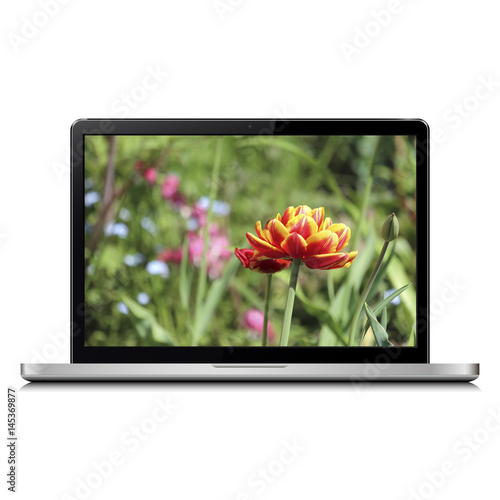 Laptop with tulip on screen