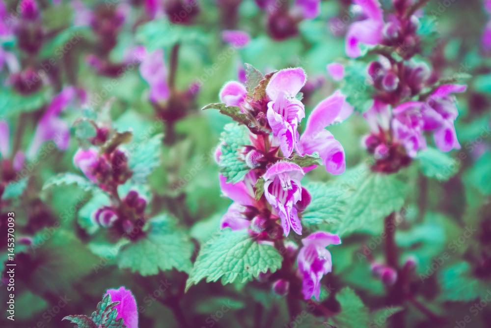 Meadow flowers, mountain nature, summertime. Photo depicts a plenty of the violet mystic meadow flowers, growing in the green grass. Close up, macro view. Meadow flowers, mountain nature, summertime. Photo depicts a plenty of the violet mystic meadow flowers, growing in the green grass. Close up, macro view.