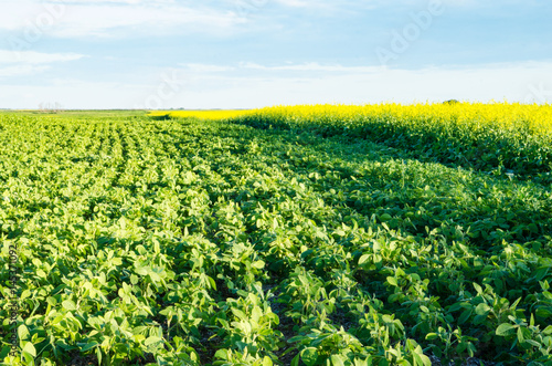 Rows of soy bean plants with a background of blue sky and a canola field in Saskatchewan