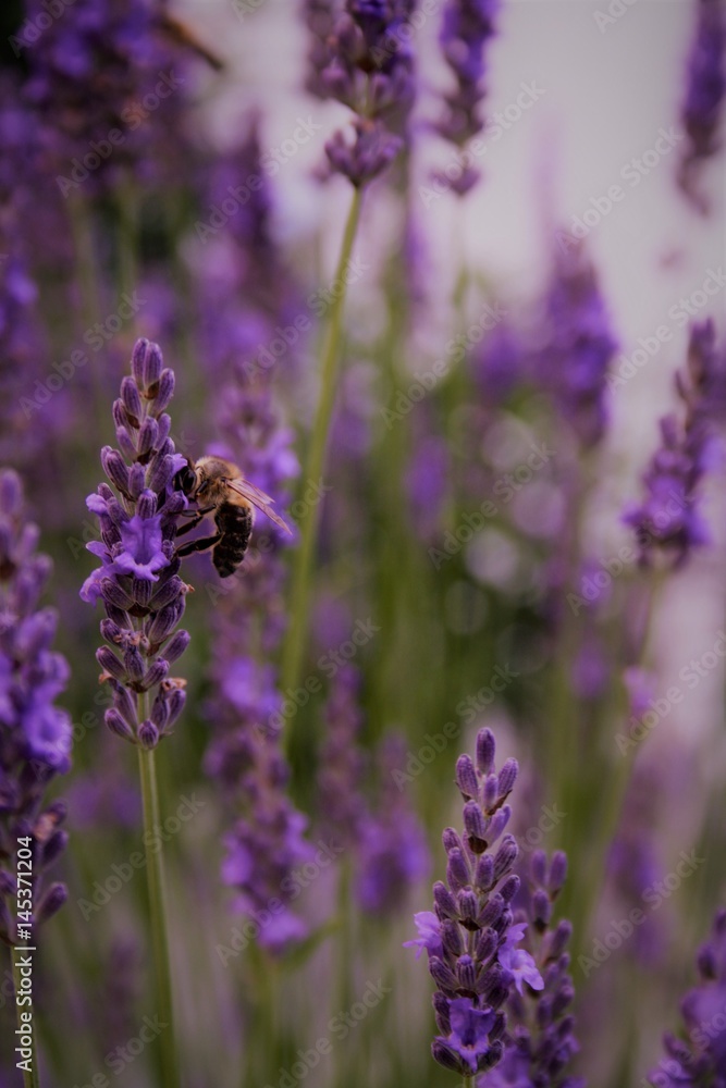 Naklejka premium Lavendel