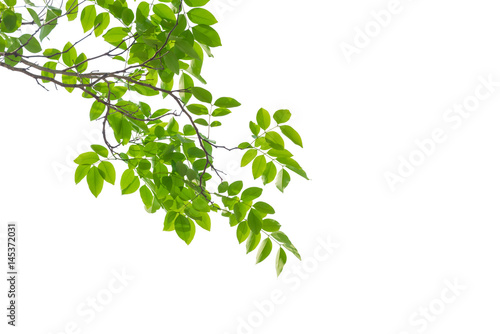 Green leaves isolated on white background, This has clipping path.