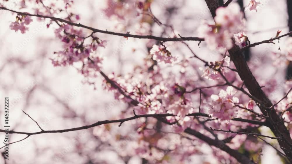 sakura flowers blossom in spring sunny morning slightly toned, prores footage sakura flowers blossom in spring sunny morning slightly toned, prores footage