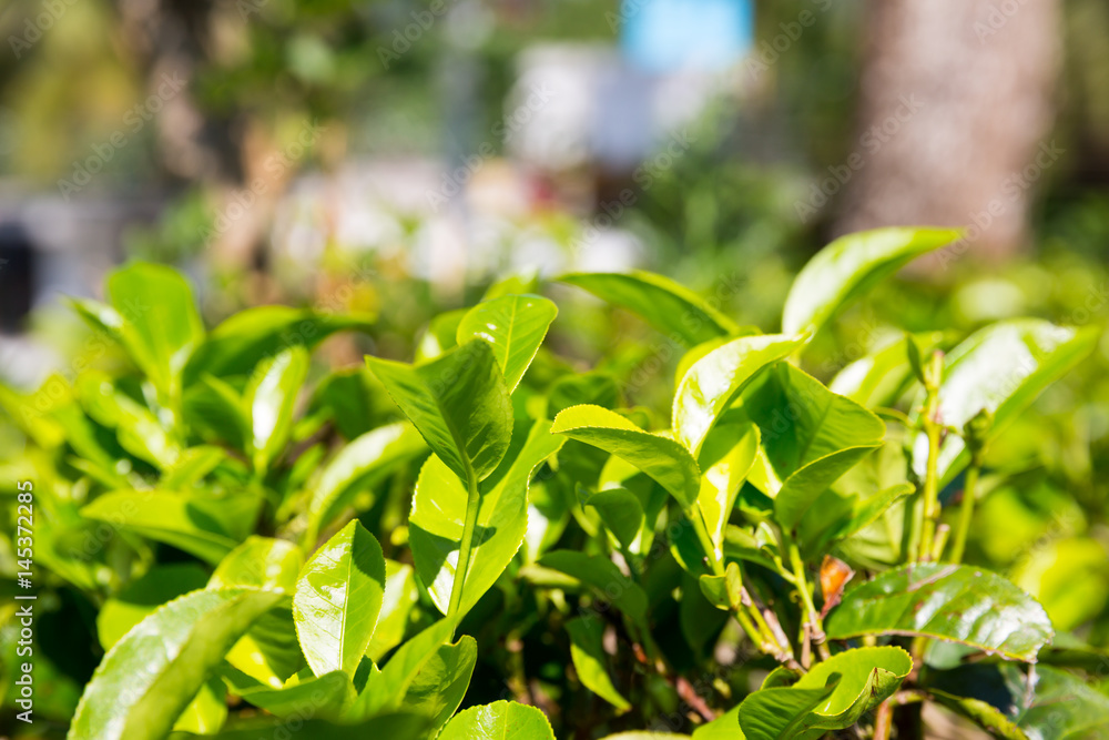 Obraz premium Ceylon tea bushes, green plantations of Sri Lanka