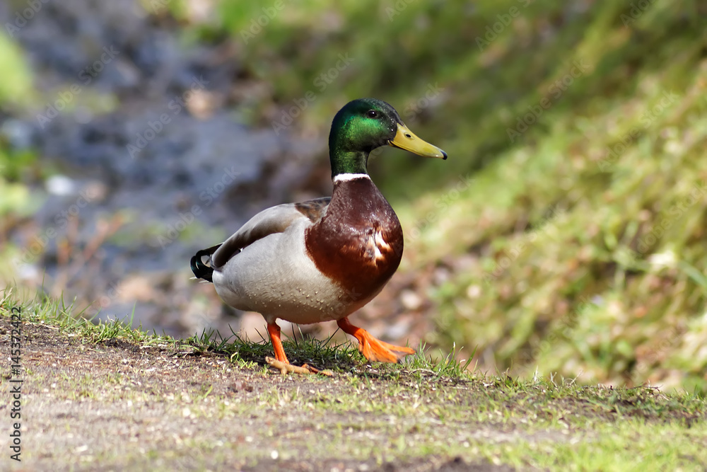 Obraz premium Bird in garden