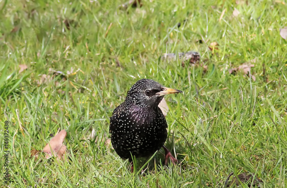 Bird in garden Bird in garden