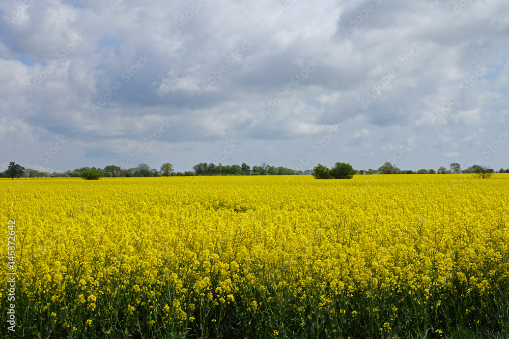 Rapsfeld auf Bornholm