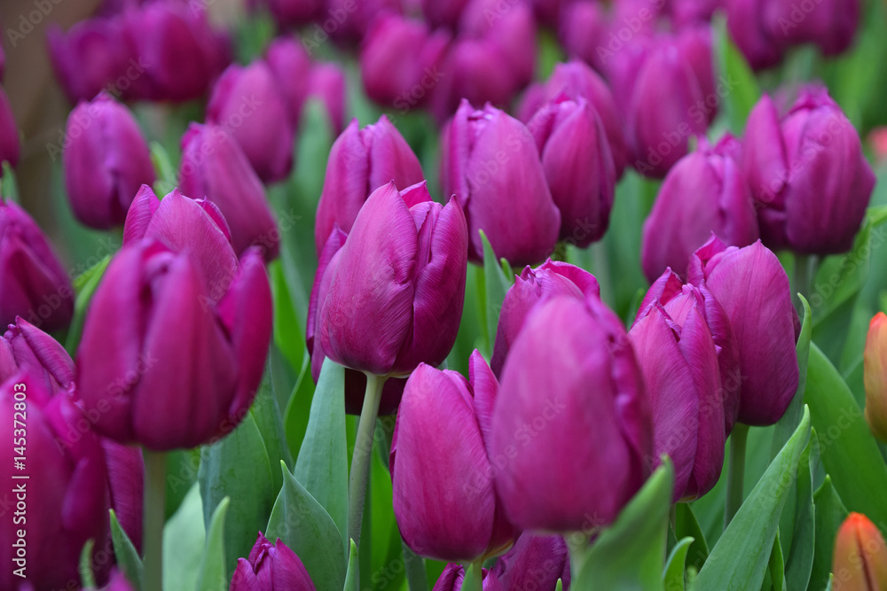 Obraz premium Purple fresh tulip flowers with green leaves