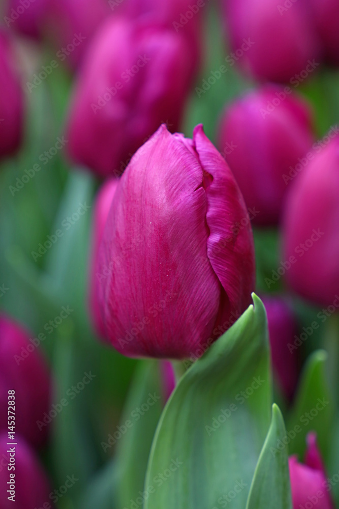 Purple fresh tulip flowers with green leaves Purple fresh tulip flowers with green leaves