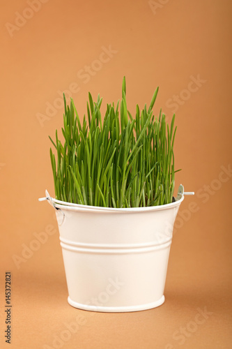 Spring grass growing in small bucket over brown