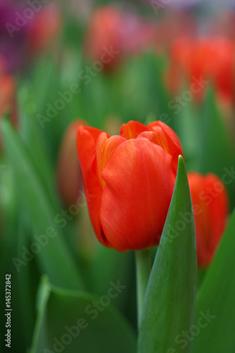 Red fresh tulip flowers with green leaves