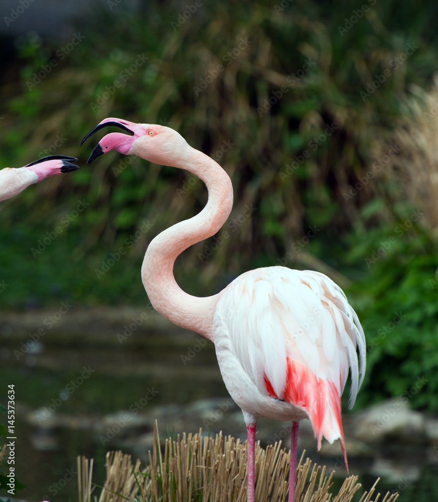 Fototapeta premium Beautiful Greater flamingos